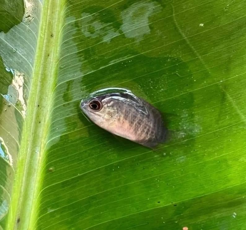 Malayan Leaffish