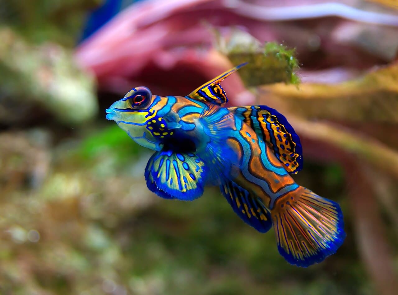 Complete view of a Mandarin dragonet in a reef aquarium