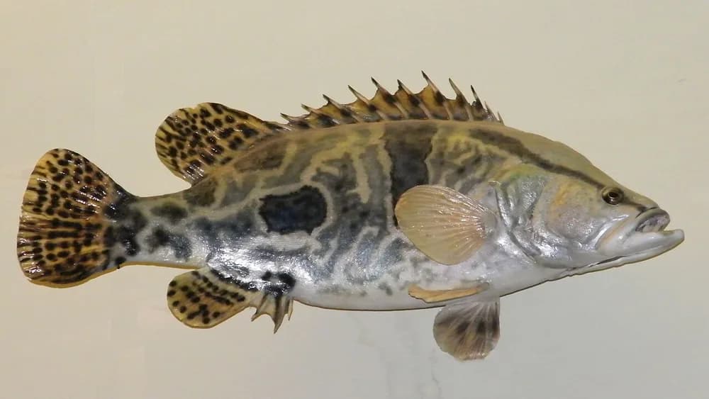 Mandarin Fish