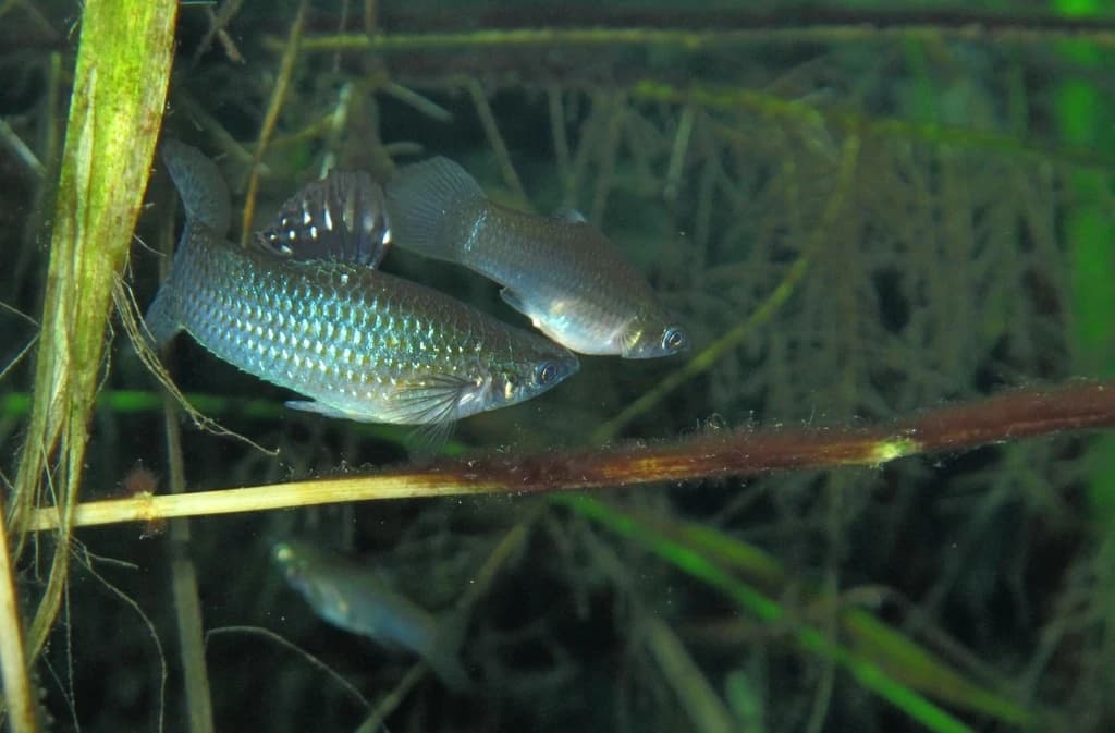 Mangrove Molly