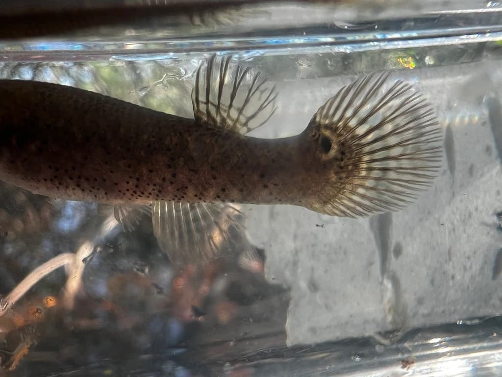Mangrove Rivulus