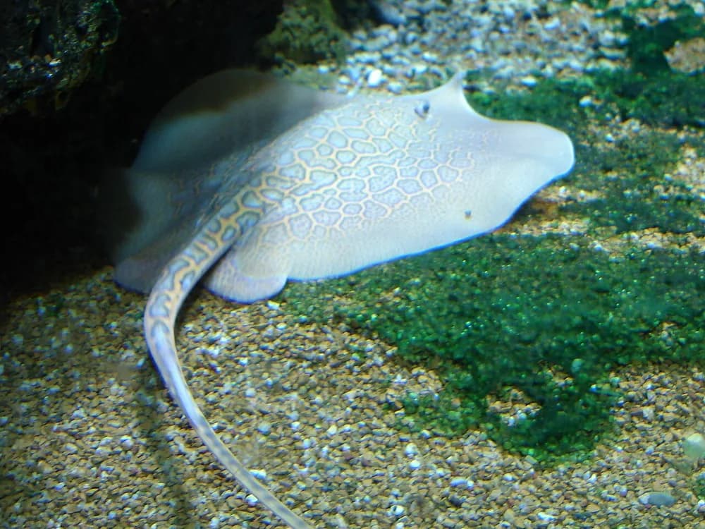 Marbled Freshwater Whip Ray