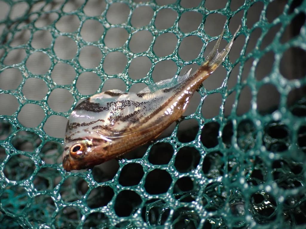 Marbled Hatchetfish