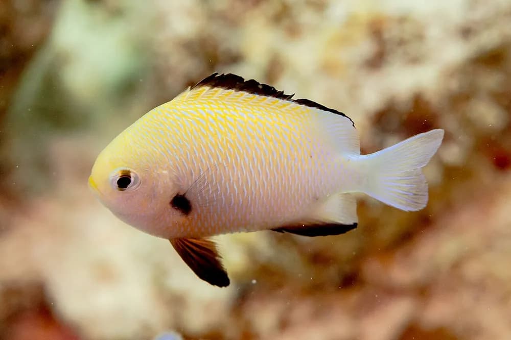 Marginate Dascyllus