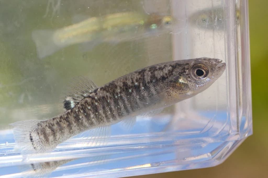Marsh Killifish