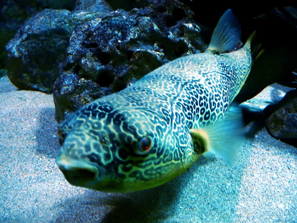 Mbu Pufferfish