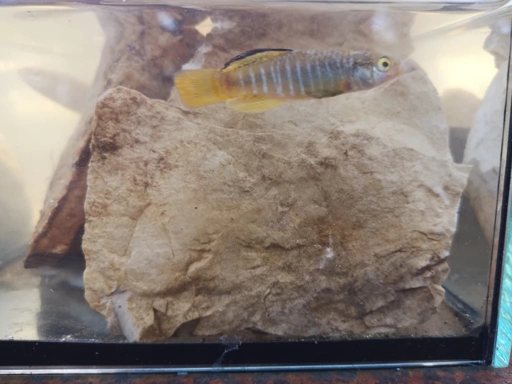 Mediterranean Banded Killifish