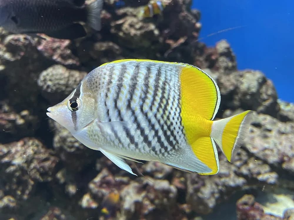 Mertens' Butterflyfish