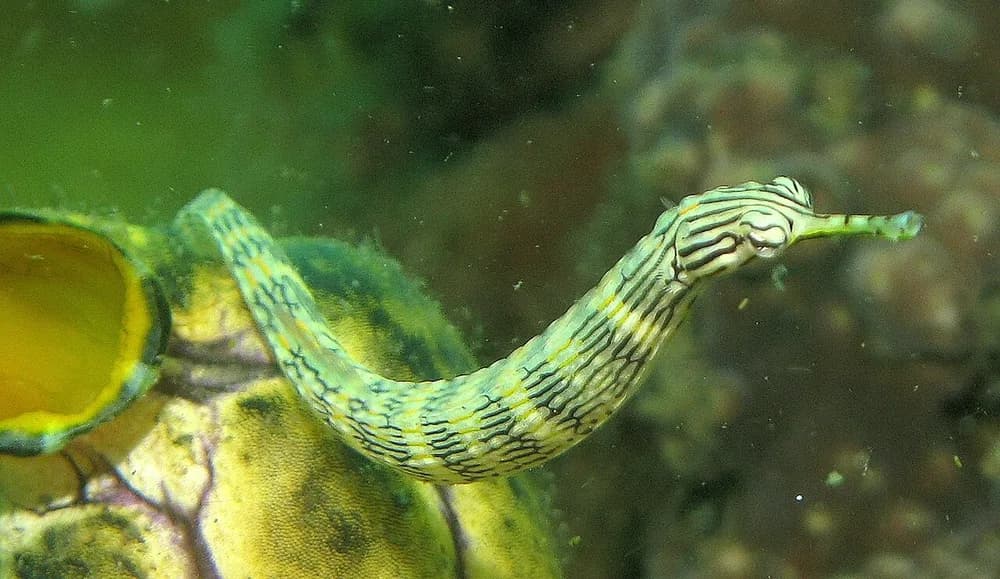 Messmate Pipefish