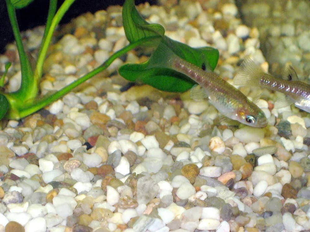 Metallic Livebearer