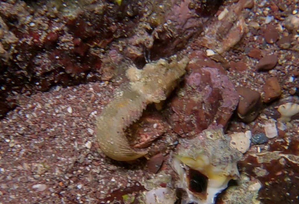 Mexican Blenny