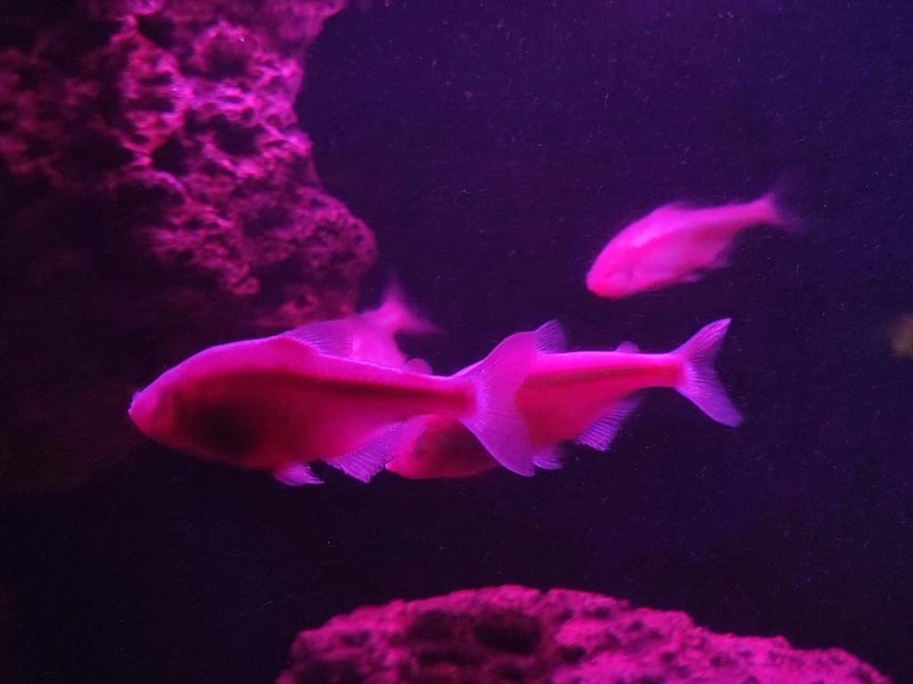 Mexican Tetra