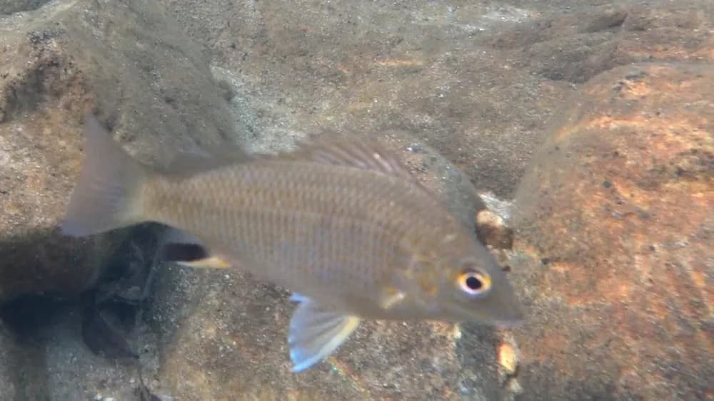 Midgley's Grunter