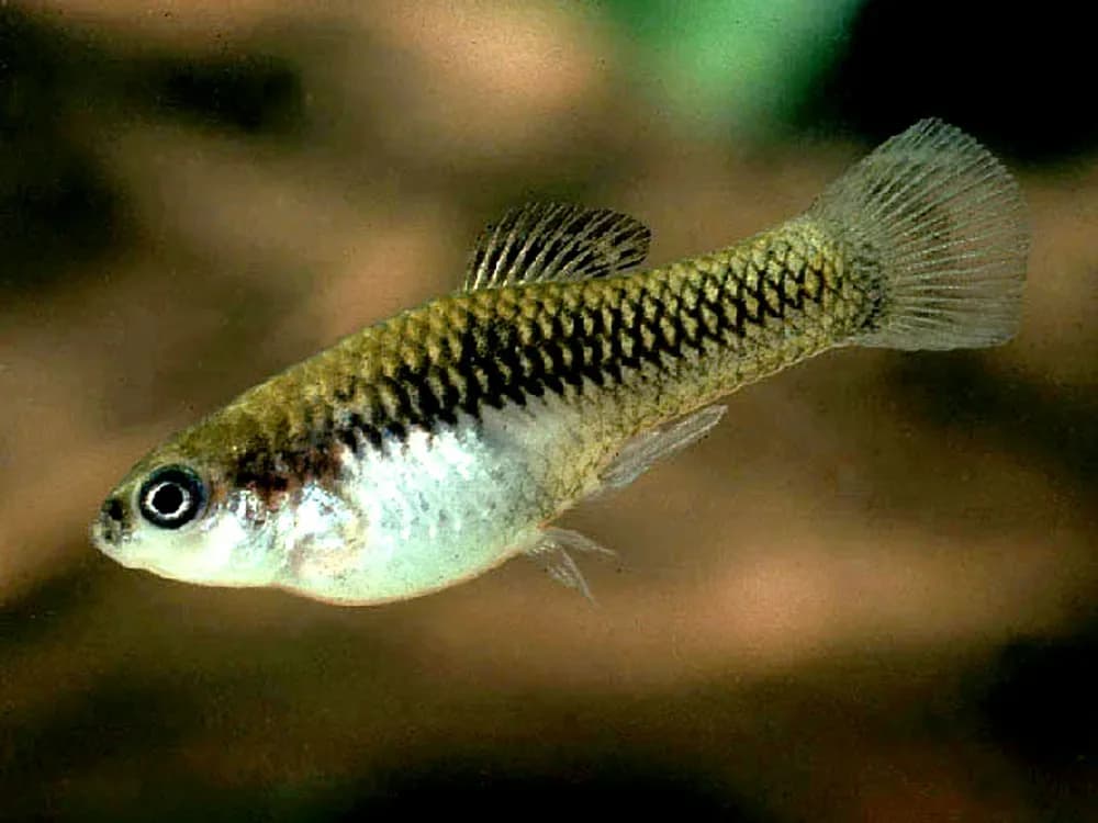Monterrey Platyfish