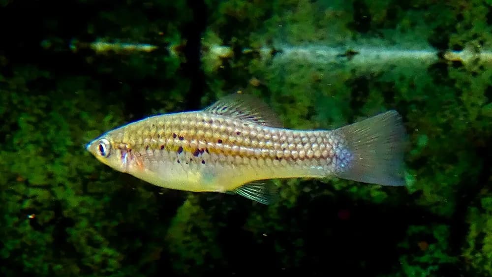 Montezuma Swordtail