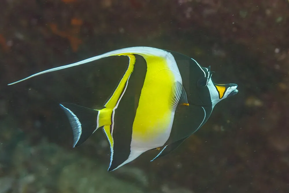 Moorish Idol