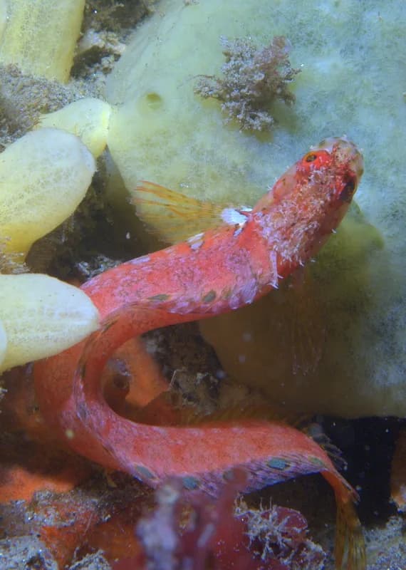 Mosshead Warbonnet