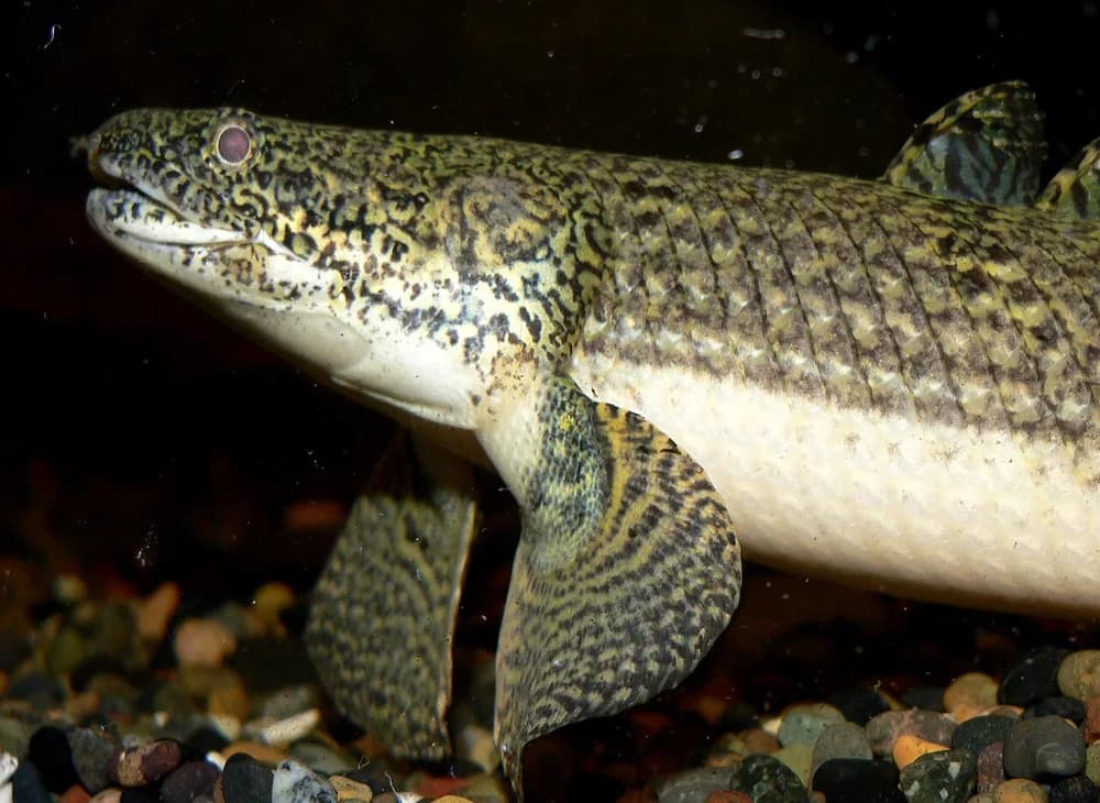 Mottled Bichir