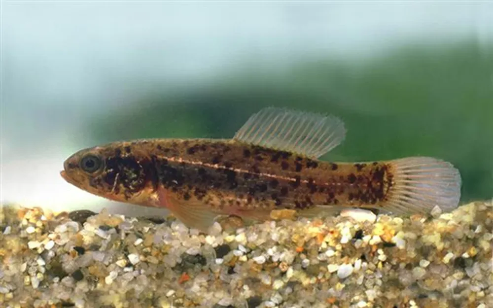 Mudminnow