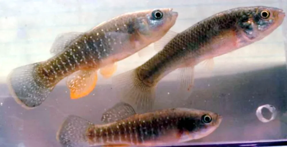 Mummichog