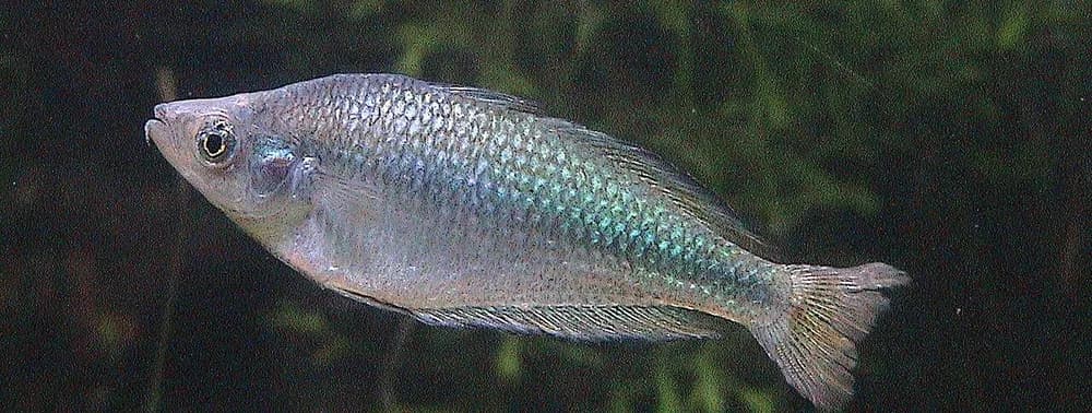 Murray River Rainbowfish