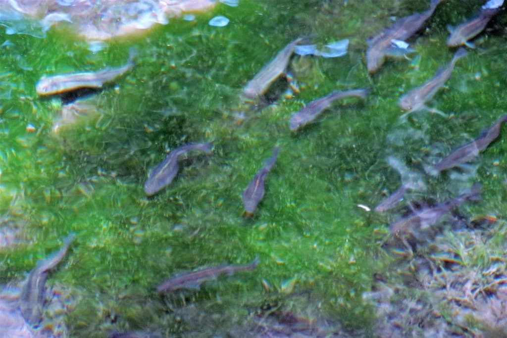 Naked Characin