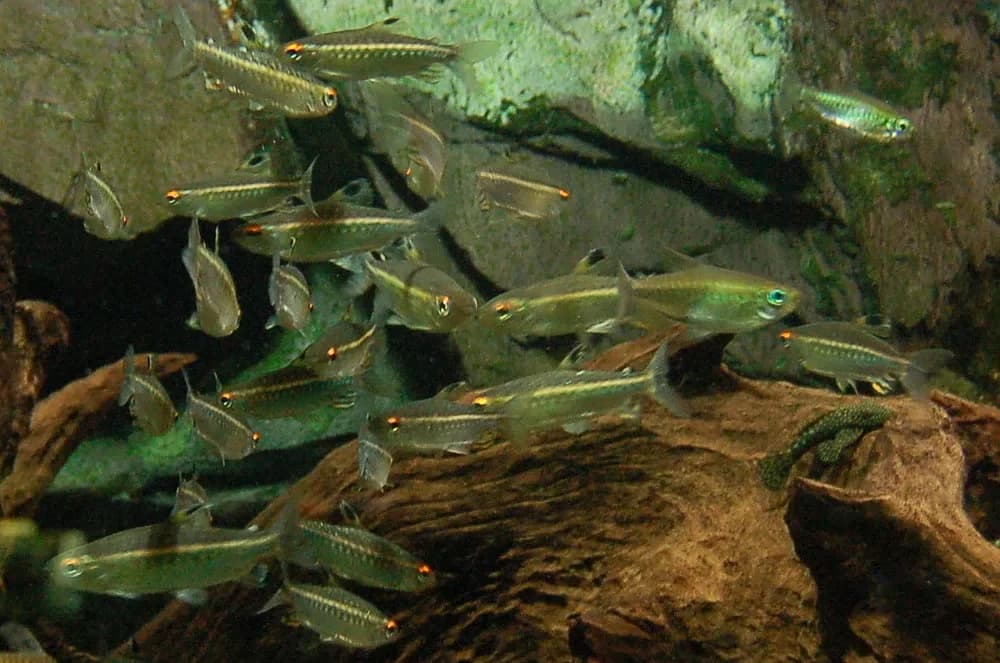 Niger Tetra