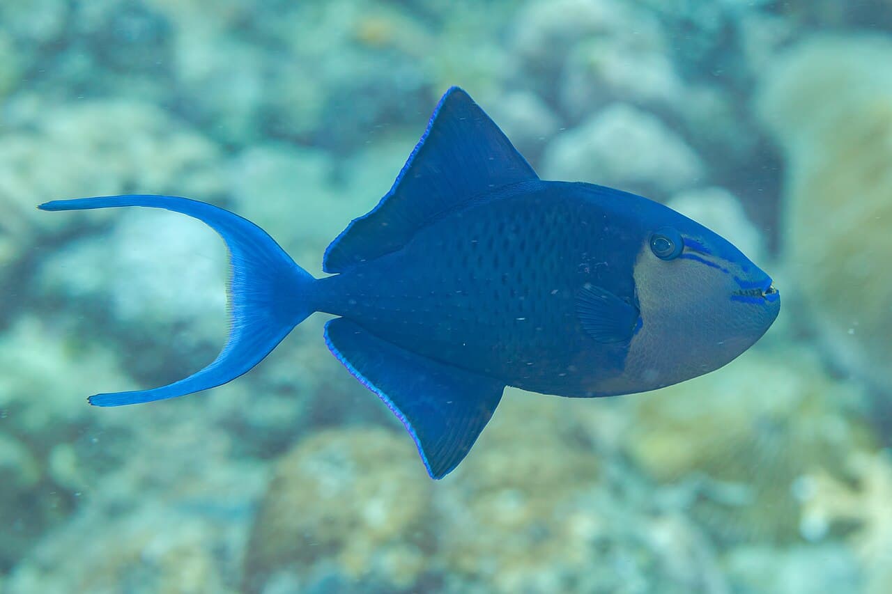 Niger Triggerfish