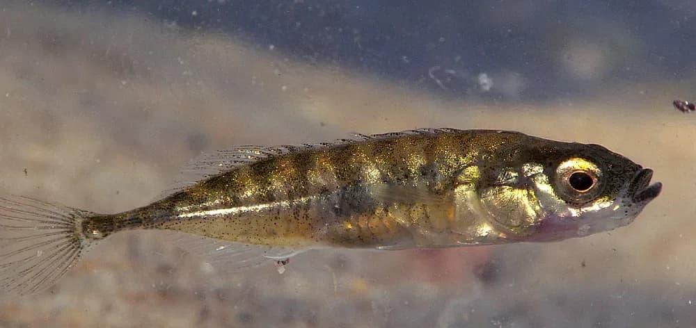 Ninespine Stickleback