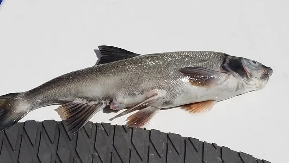 Northern Pikeminnow