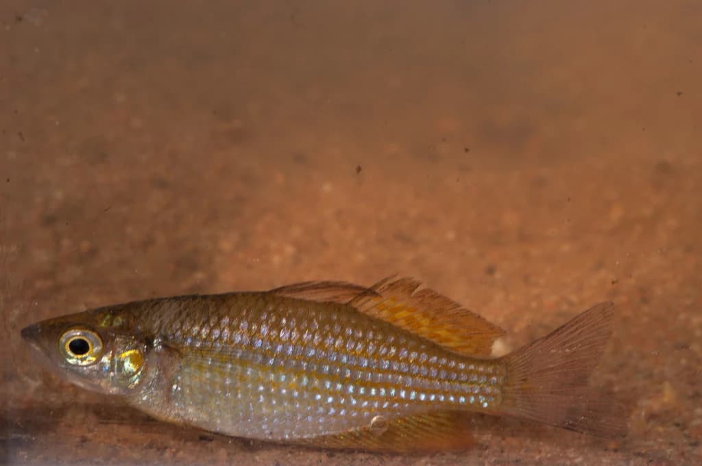 Northern Rainbowfish