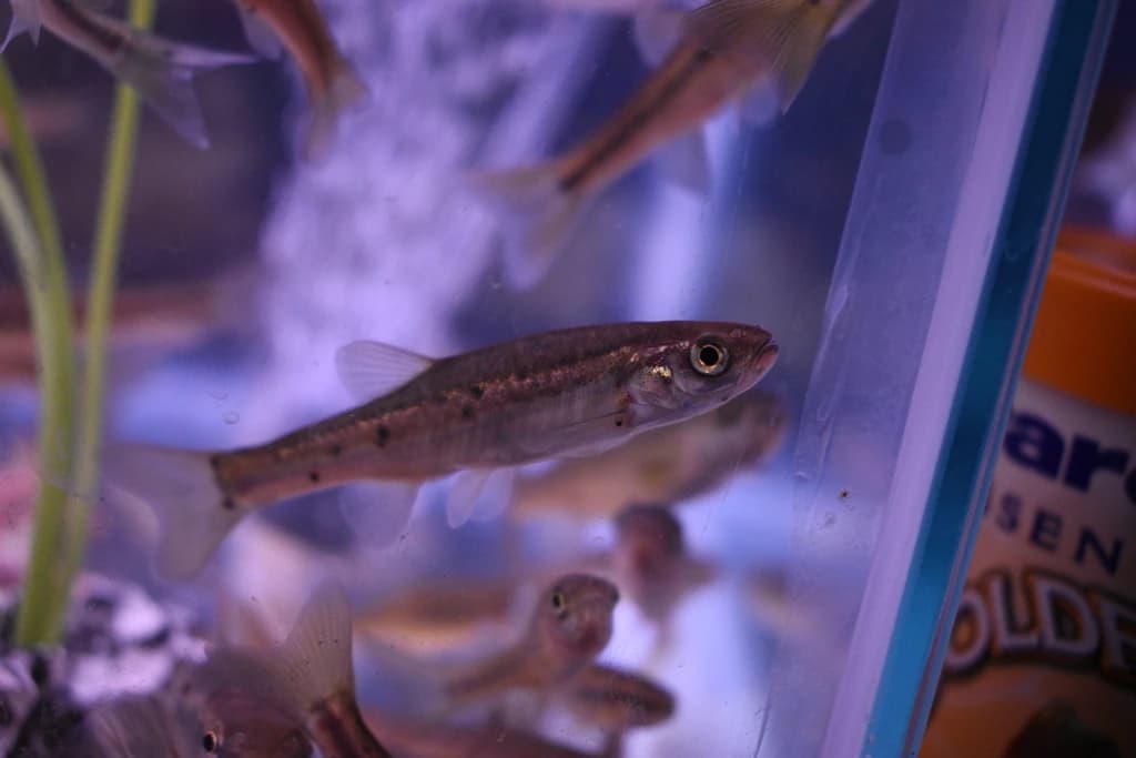 Northern Redbelly Dace