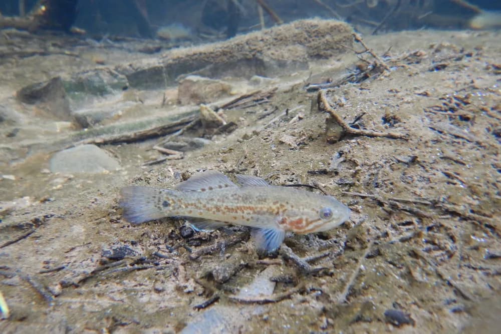 Northern Trout Gudgeon