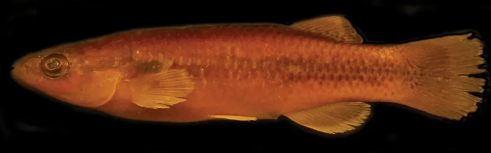 Oaxaca Killifish