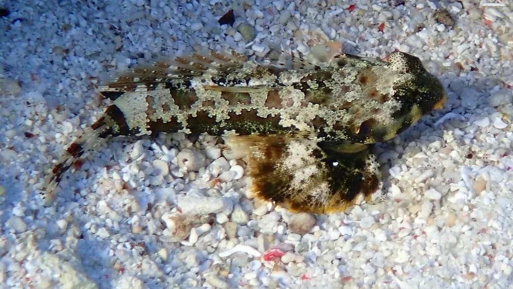 Ocellated Dragonet