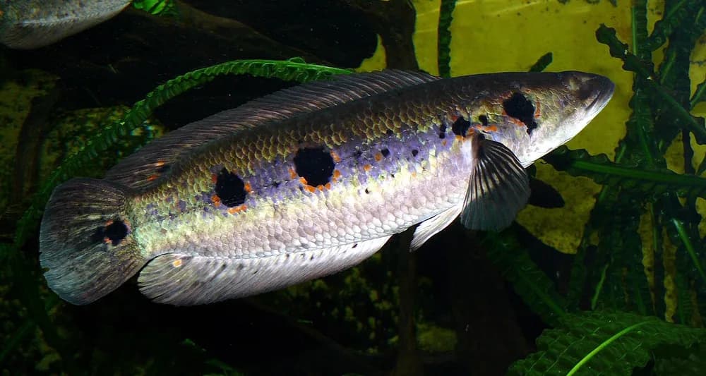 Ocellated Snakehead