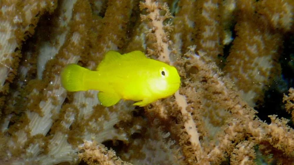 Okinawa Goby