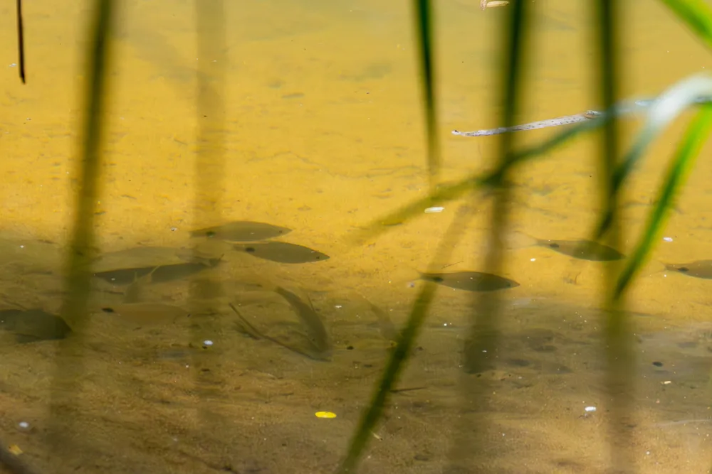 Olive Barb