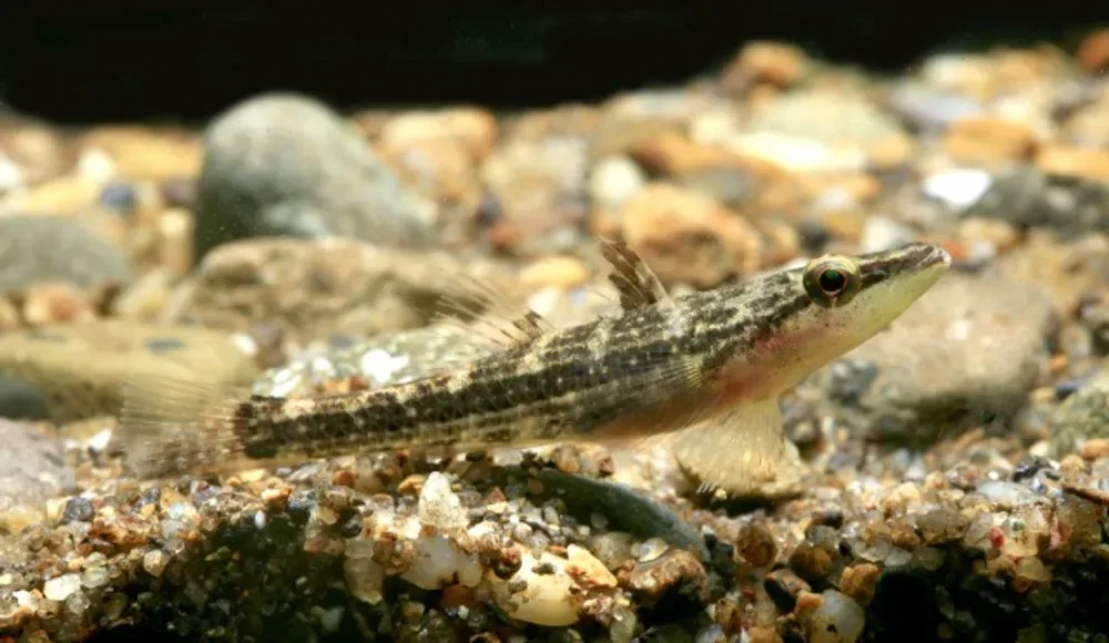 Olive Flathead-Gudgeon