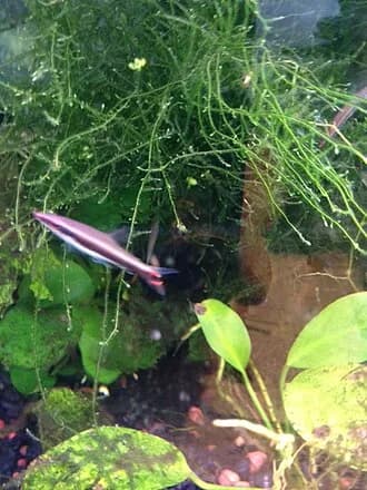 Oneline Pencilfish