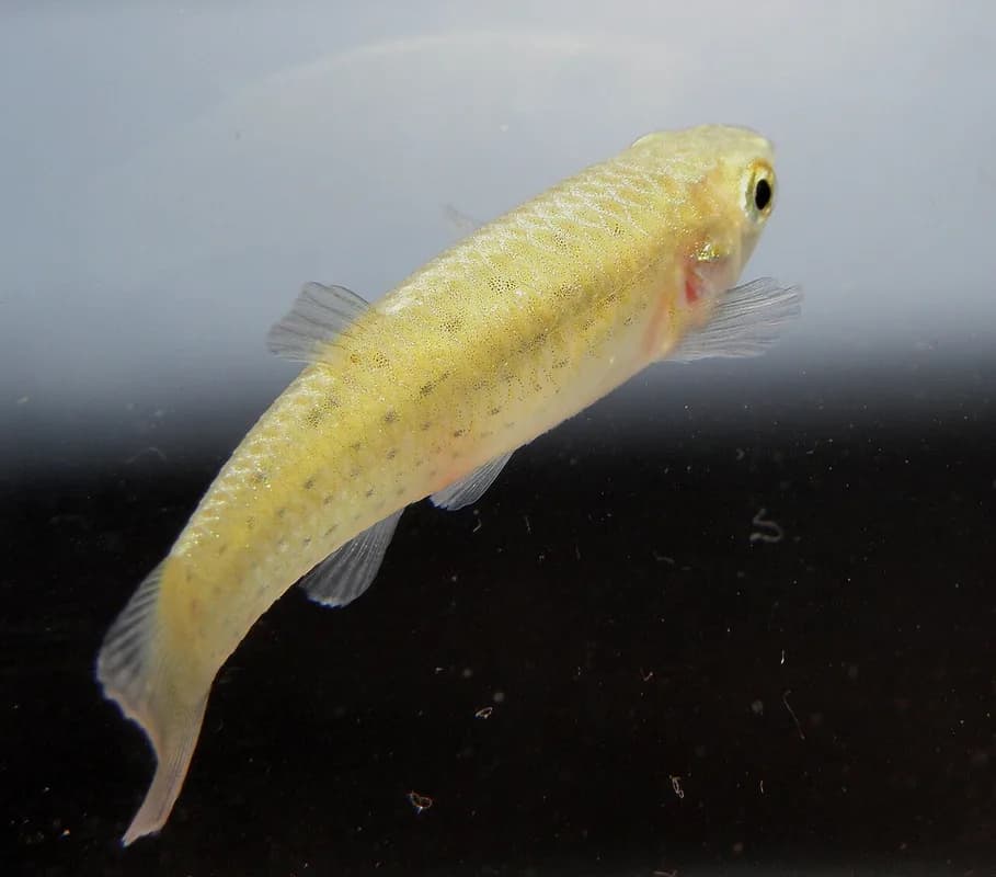 Onesided Livebearer
