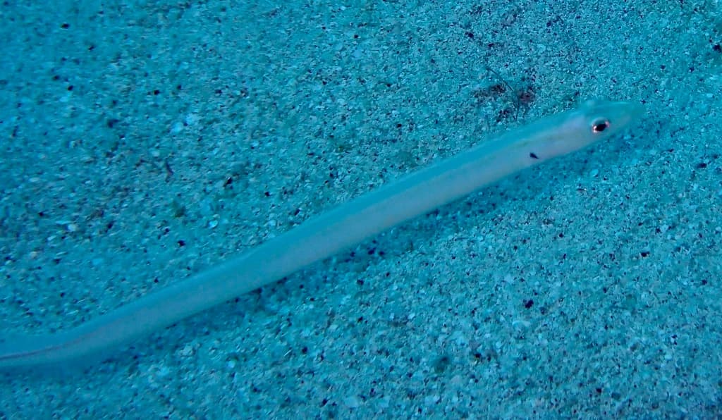 Onespot Wormfish