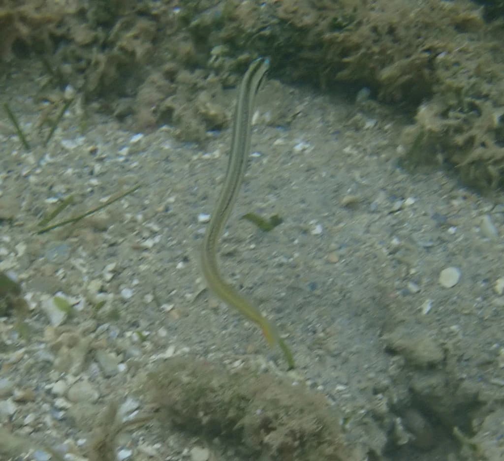 Onestripe Wormfish