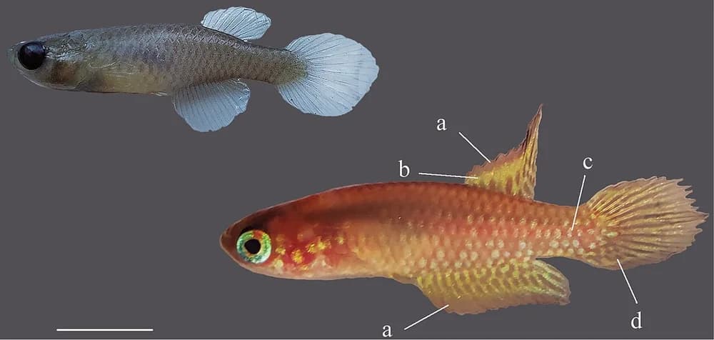 Opal Pearlfish
