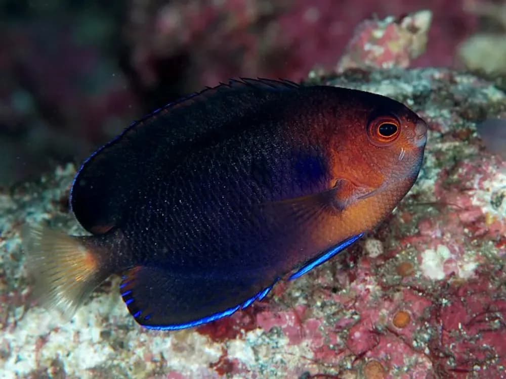 Orange Angelfish