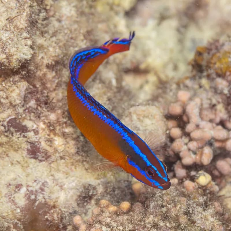 Orange Dottyback