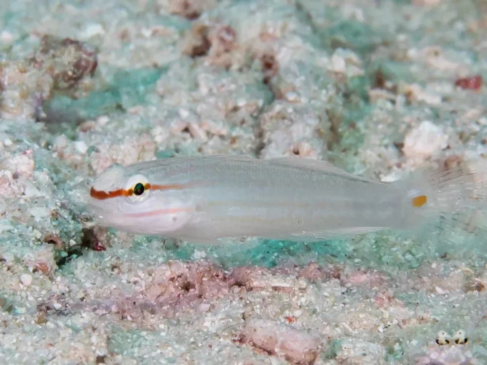 Orange-Striped Goby