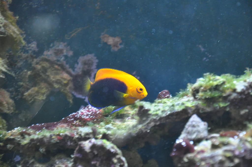 Orangeback Angelfish