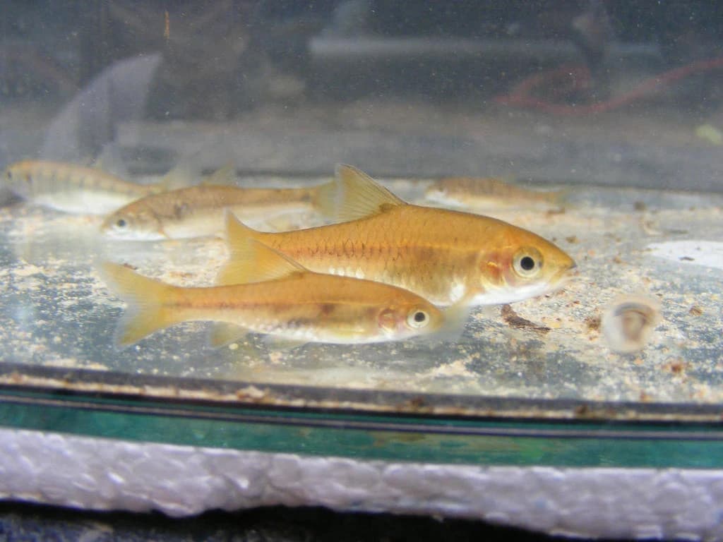 Orangefin Barb