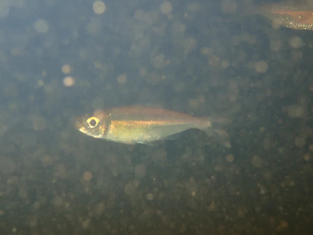 Orangefin Tetra